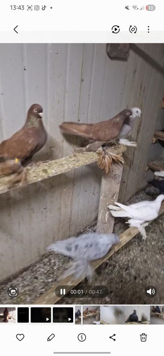 продажа красного голубя с гребляй игрой