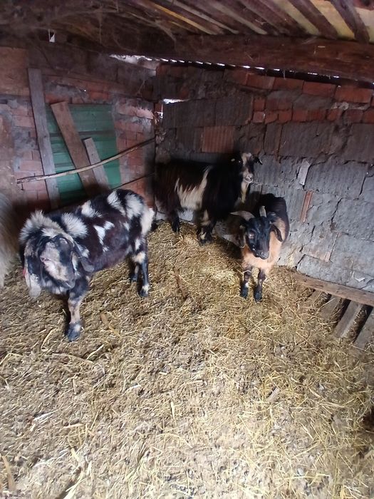 Vând 4 țapi sau schimb cu cereale