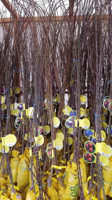 Vand pomi columnari diferite soiuri