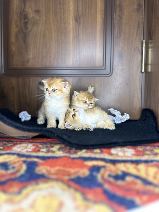 Золотая шиншилла