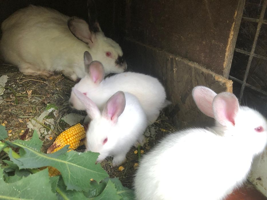 Iepuri Californieni femele si  masculi