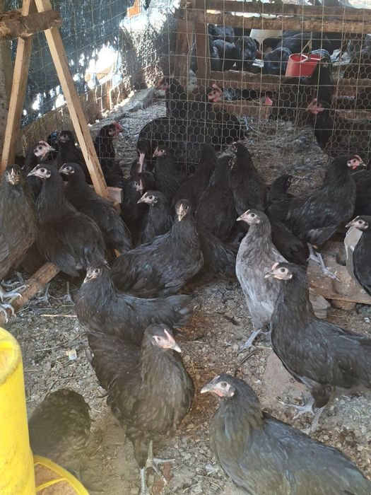 Gaini australorp