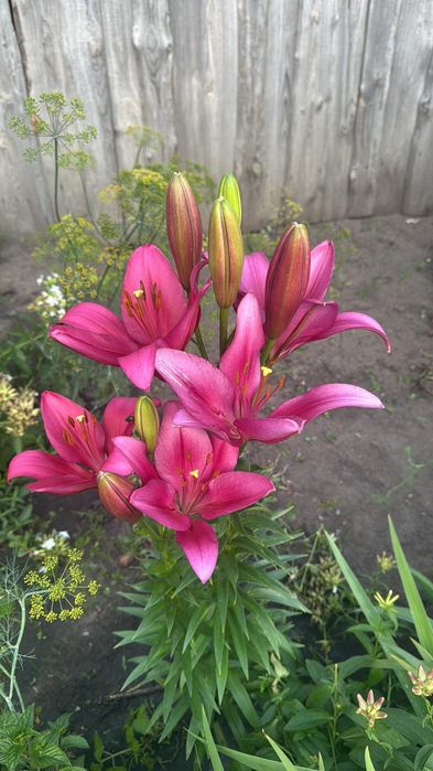 Дача СО " Геолог"