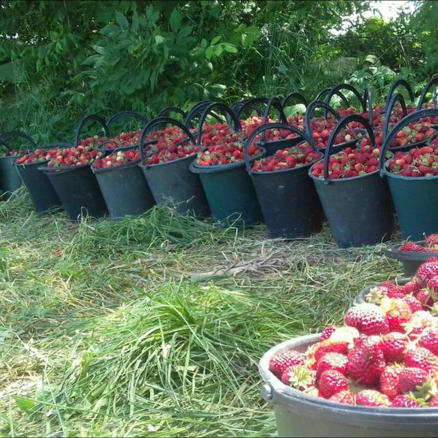 Рассада клубника Прадаётсия.привизной.сорт.Карейски.Галански.гибрид.