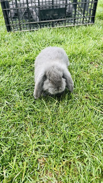 Disponibili 4 iepurasi berbec german