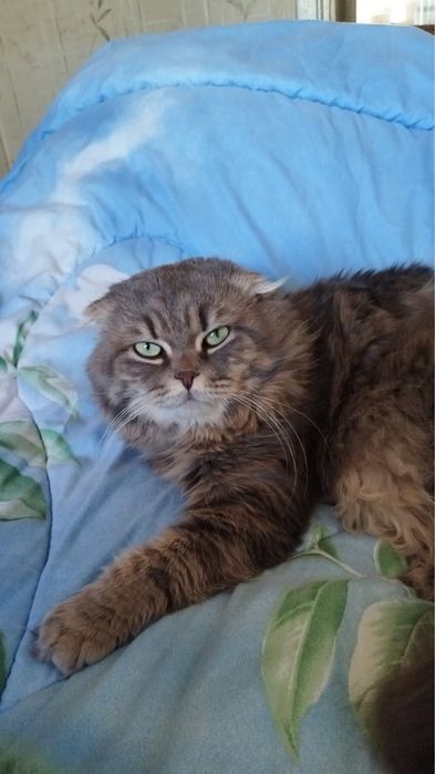 Скоттиш Фолды (вислоухие котята)