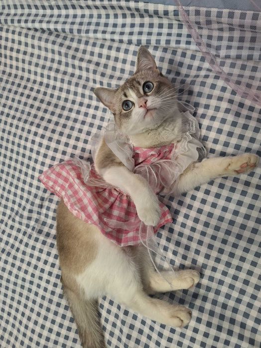 красивая белая кошка