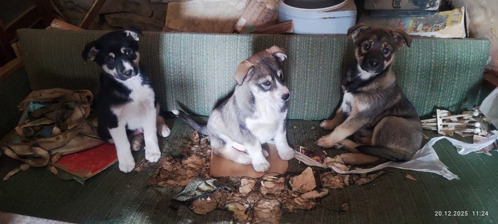 Ищу заботливого хозяина