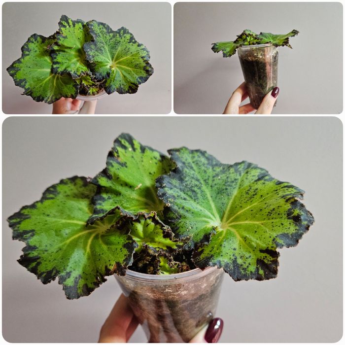 Бегония блак мамба, тигровая