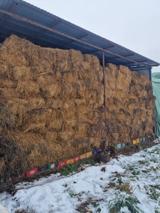 Vand en gros  1500 baloti de fan cu lucerna din prima coasa