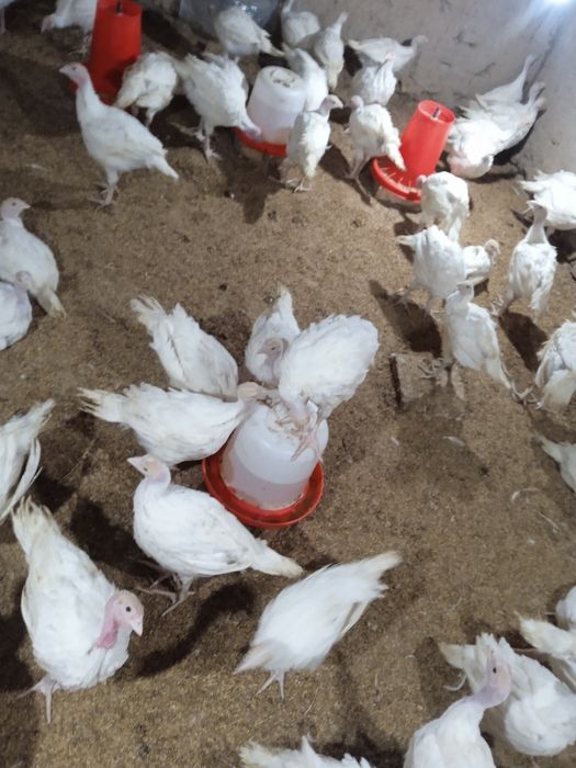 Jojalar sotiladi Mesni tovuq jojalari Kurka jojalari Big 6 Bronza 708