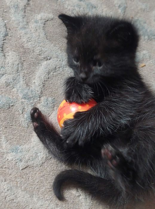 Отдам котёнка в добрые руки