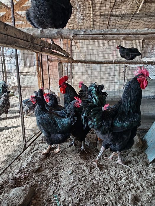 Кора Шахзода  тухумлари