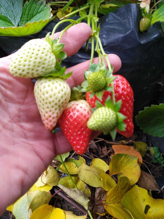 Ягоди разсад - лятна кампания