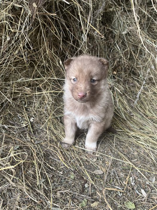 Продаю щенков хаски
