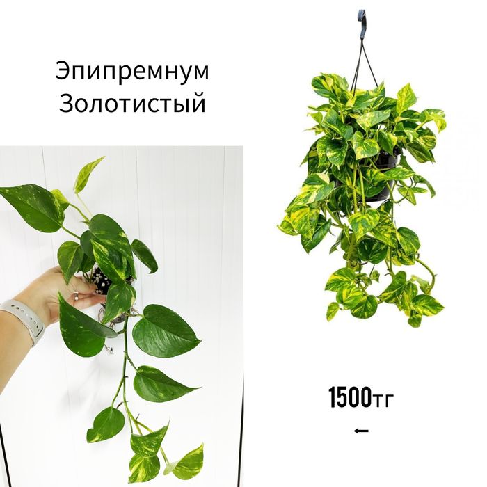 Комнатные адаптированные растения