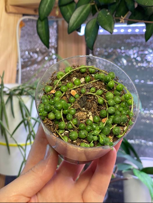 Клмнатные растения