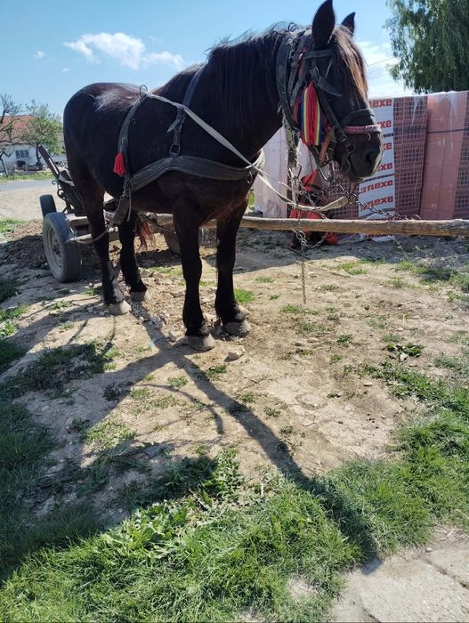 Vând iapa de 12 ani