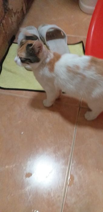 Отдам бесплатно кошечку