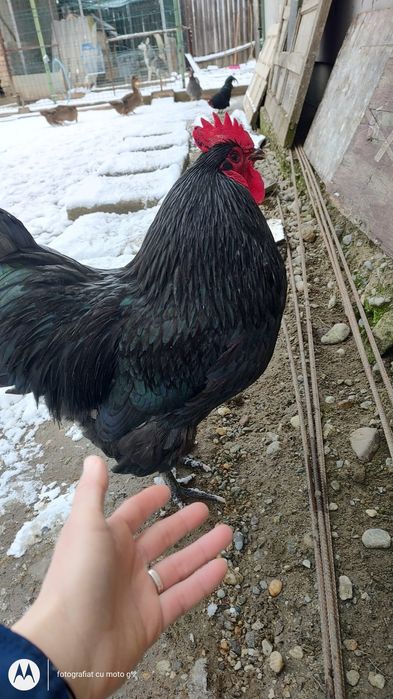 Cocos rasa  australop