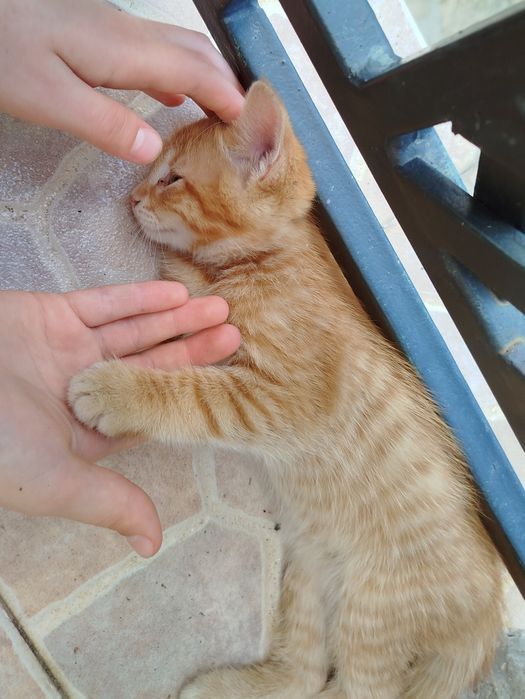 2-месечни котета