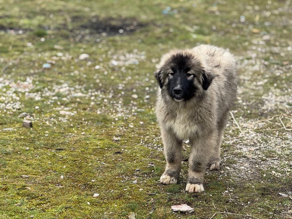 Pui Ciobanesc Romanesc Carpatin