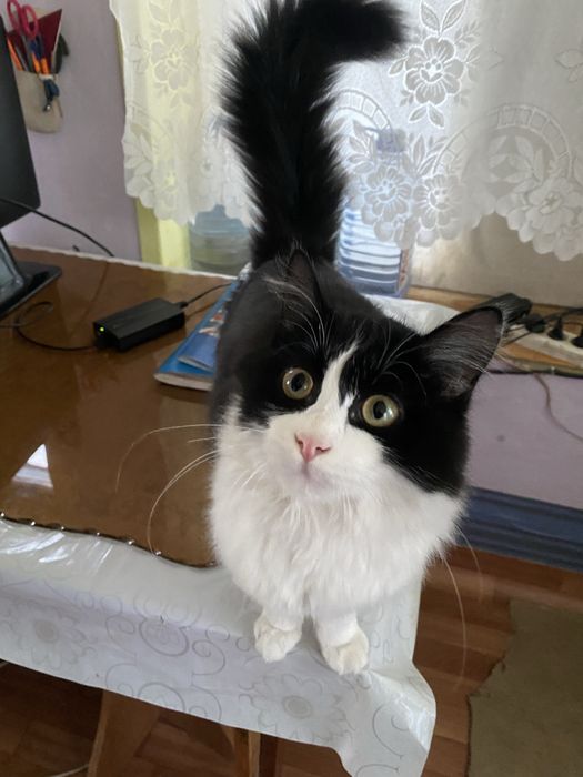 Отдам в добрые руки