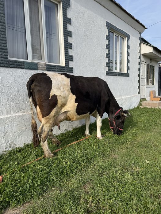 ылады буаз Голштин сиыр