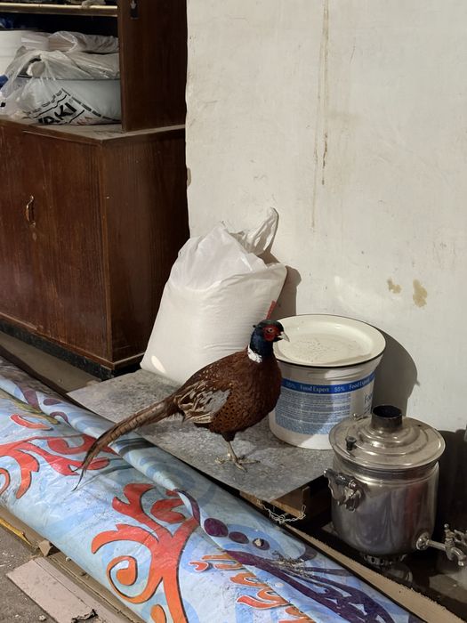 Фазан, Қырғауыл