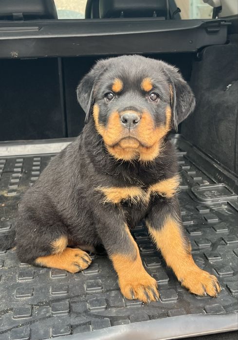 Pui rottweiler cu Pedigree Talie mare