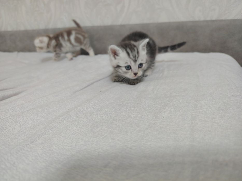 Продам милые котята