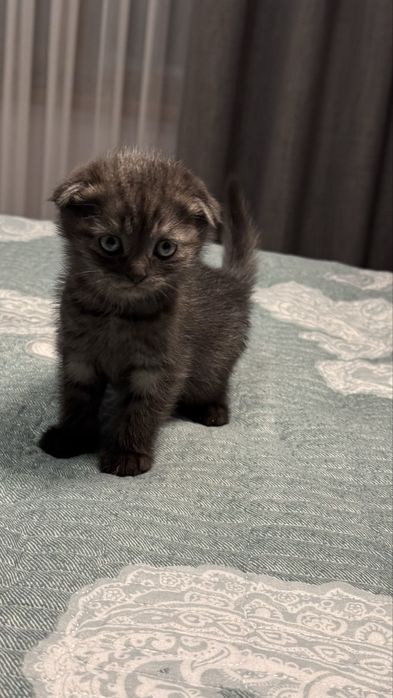 Вислоухие котята