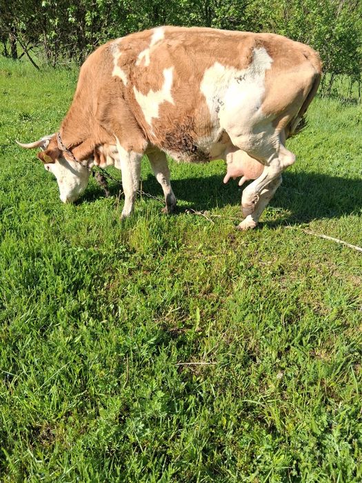 Vând vacă cu lapte 17-18 l lapte la zi fătată