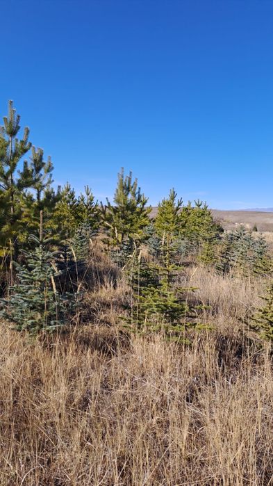 Сосна крымские обычные