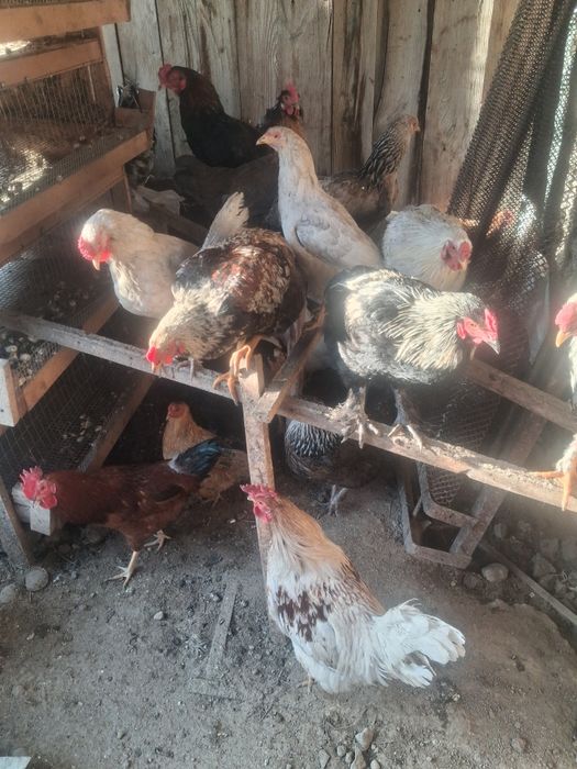 Кораздар сатылады