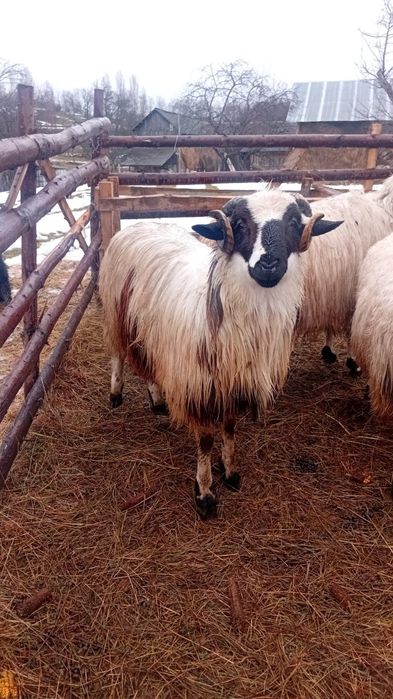 Vând berbecuț de 9luni