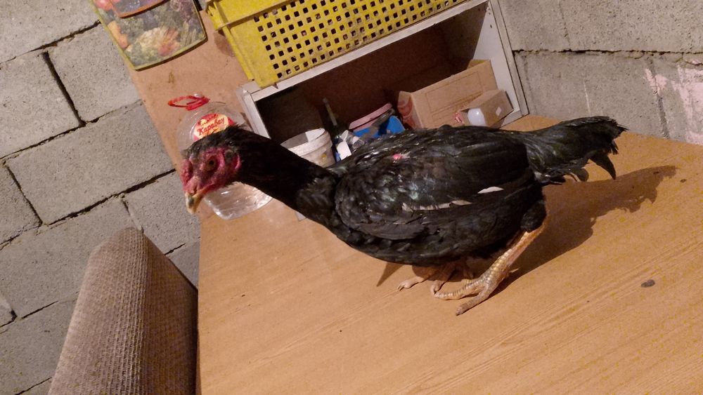 Дакн бойтсовскии