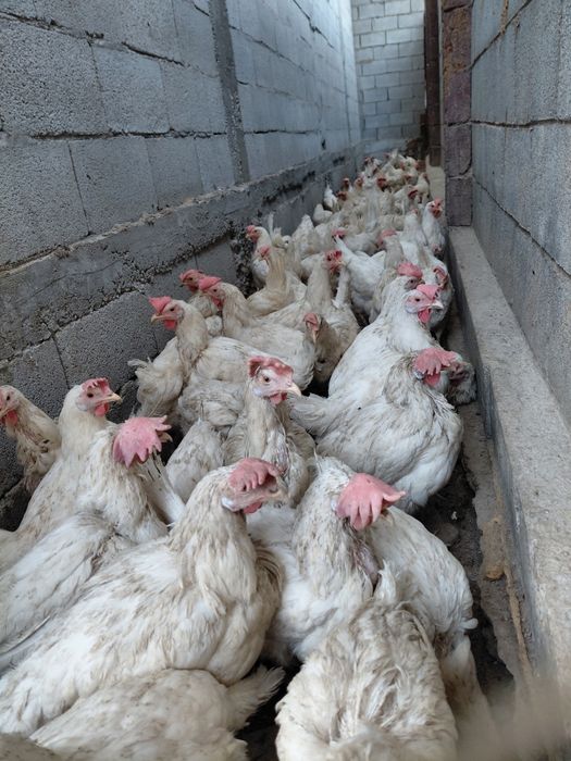 Птицы не сушка.Все белый