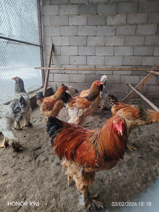 Продам Брамы Петухи.