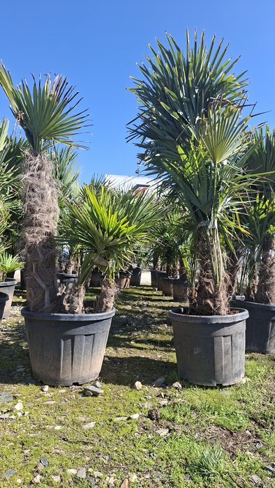 Палми Трахикарпус