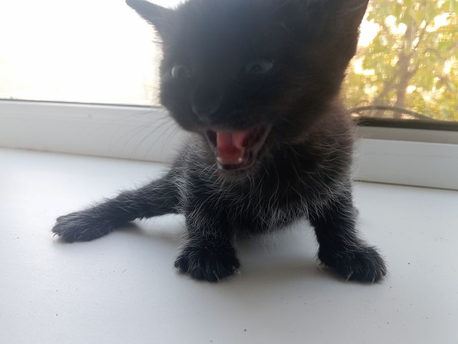 Котята бесплатно