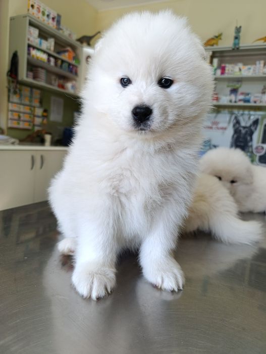 Pui samoyed. Femela