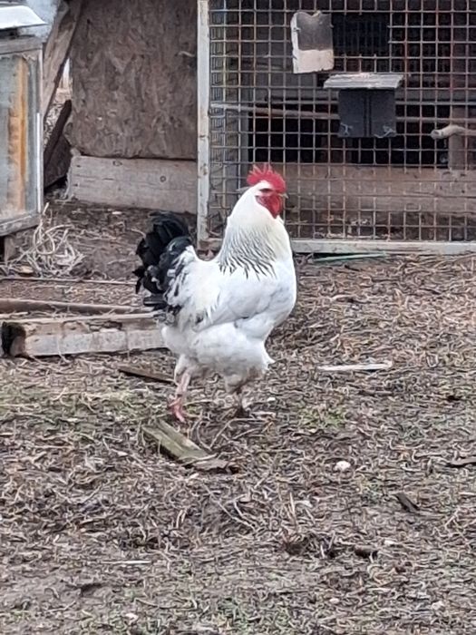 Млади петлета  свободно отглеждани