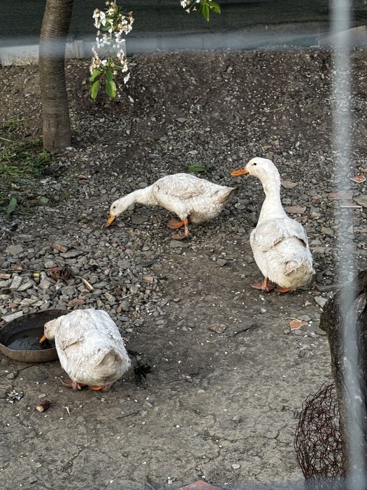 Rate de vinzare rasa Ungureasca