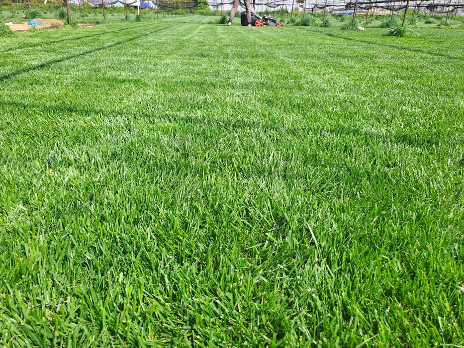 Чим, газон ва полив