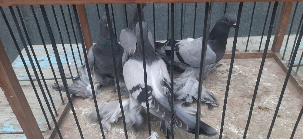 Продаются голуби