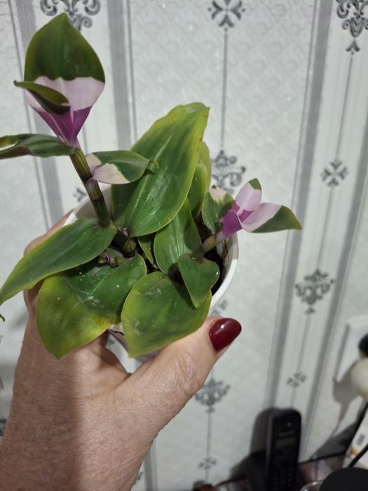 Продам домашние цветы.