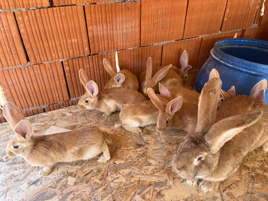 Iepuri uriaș german galben