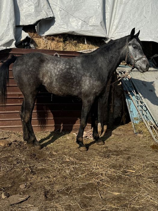 Айгыр жеребец айғыр 4 жасар