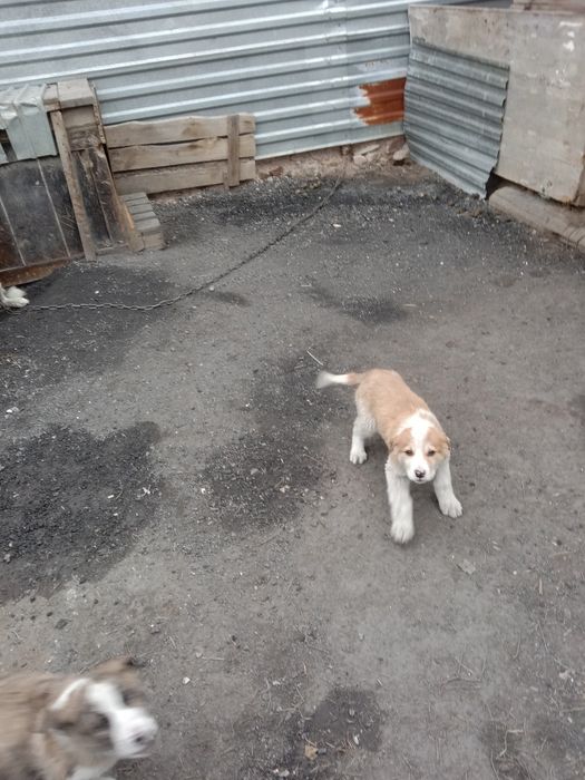 Щенки алабай, 2,5 месяца